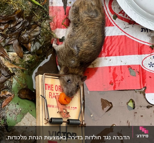 מלכודת עכברים עם עכבר מת על דגל אמריקאי